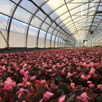 Producteur de fleurs Serres Riel