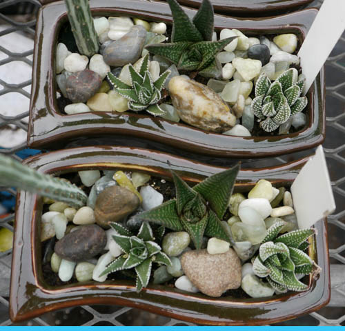 Plantes grasses