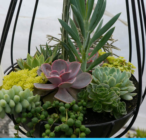 Plantes grasses