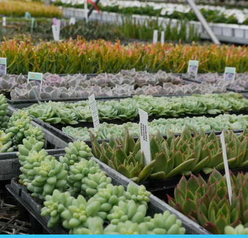 Plantes grasses