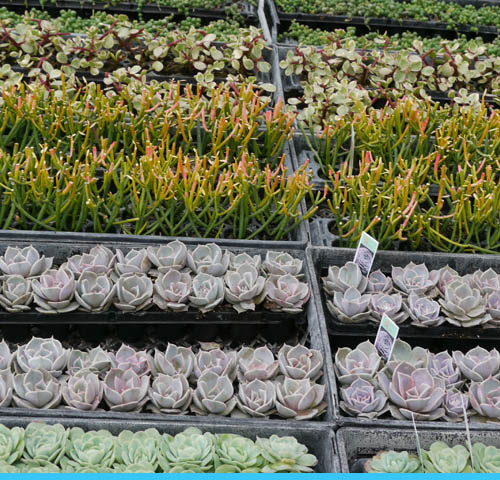 Plantes grasses