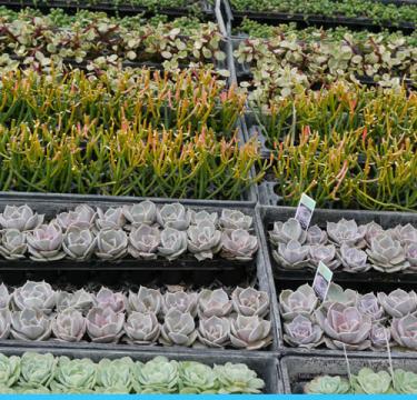 Produits Serres Riel