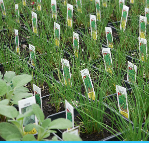 Fines herbes